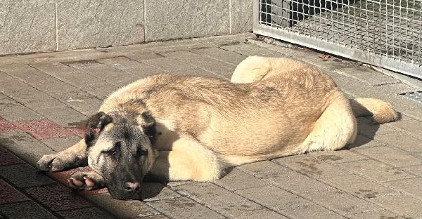 ATHENA KANGAL Foto 8